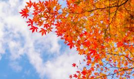 beautiful-colorful-autumn-leaves.jpg