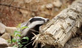 badger-near-its-burrow-forest_167946-136.jpg