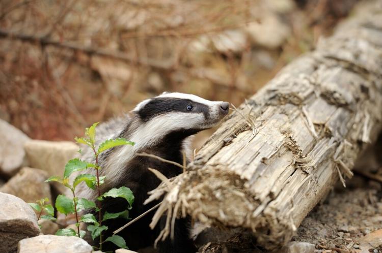 badger-near-its-burrow-forest_167946-136.jpg