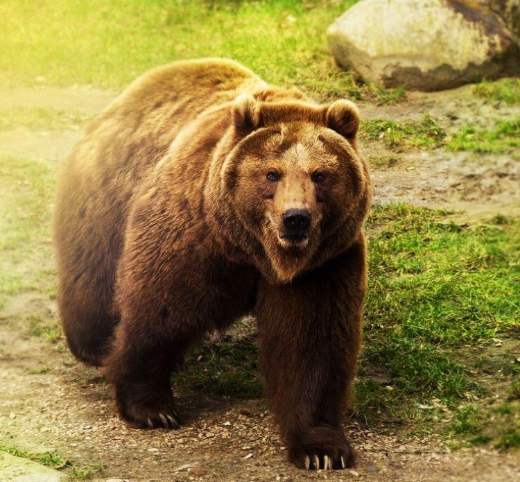 cute-russian-bear-walking-green-grass-nature-background_1220-1111.jpg