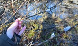 Верба в ноябре11.jpg