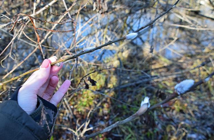 Верба в ноябре11.jpg