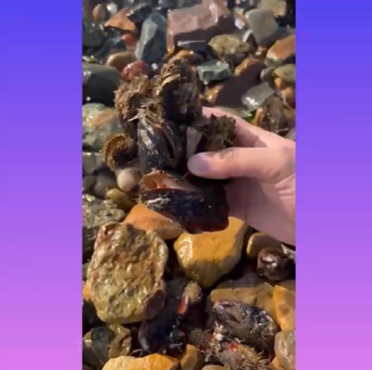 Во Владивостоке на берег популярного пляжа выбросило сотни моллюсков