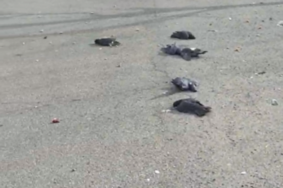 Гоночный голубь из Японии попал в Магадан: удивительная история