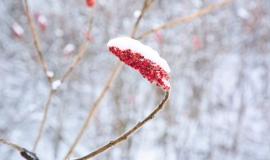 selective-focus-beautiful-plant-with-red-flowers-covered-with-snow_181624-6455.jpg