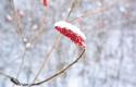 selective-focus-beautiful-plant-with-red-flowers-covered-with-snow_181624-6455.jpg