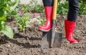 gardener-red-rubber-boots-is-digging-soil-female-farmer-digs-garden-using-big-shovel_393202-12839.jpg