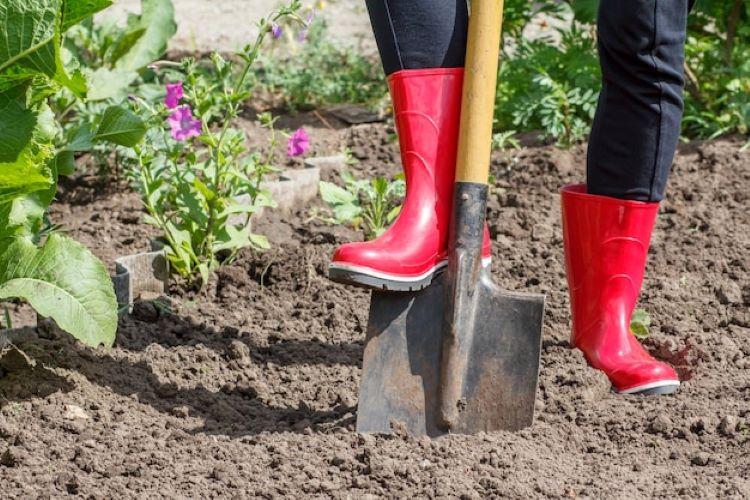 gardener-red-rubber-boots-is-digging-soil-female-farmer-digs-garden-using-big-shovel_393202-12839.jpg