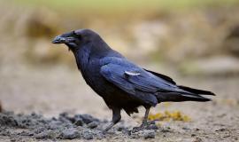 closeup-shot-black-common-raven-walking-ground_181624-54680.jpg