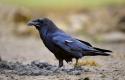 closeup-shot-black-common-raven-walking-ground_181624-54680.jpg