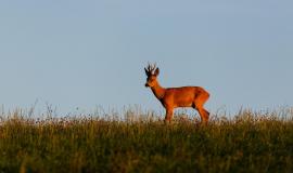 roe-deer-male-magical-green-grassland-european-wildlife-wild-animal-nature-habitat-deer-rut-czech-republic_475641-1741.jpg