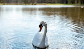 white-swan-wild-beautiful-swan-swimming-lake-blue-water-sunny-weather-beauty-nature-cygnus-olor-closeup-view_429124-2297.jpg