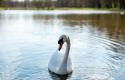 white-swan-wild-beautiful-swan-swimming-lake-blue-water-sunny-weather-beauty-nature-cygnus-olor-closeup-view_429124-2297.jpg