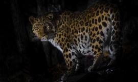 Дальневосточный леопард (фото Сергея Горшкова).jpg