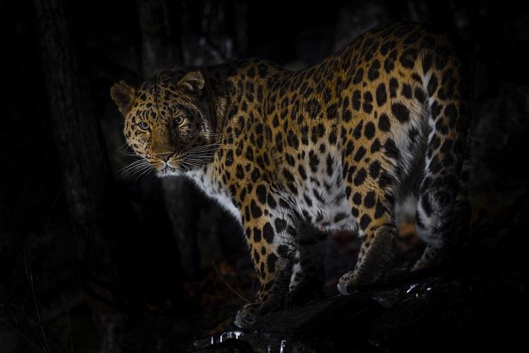 Дальневосточный леопард (фото Сергея Горшкова).jpg