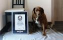 1Bobi-with-his-Guinness-World-Records-certificate_tcm25-736303.jpg