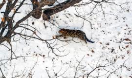 А2 Леопард с вертолета.jpg