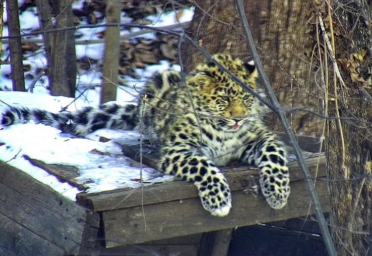 1 В вольере (1).jpg