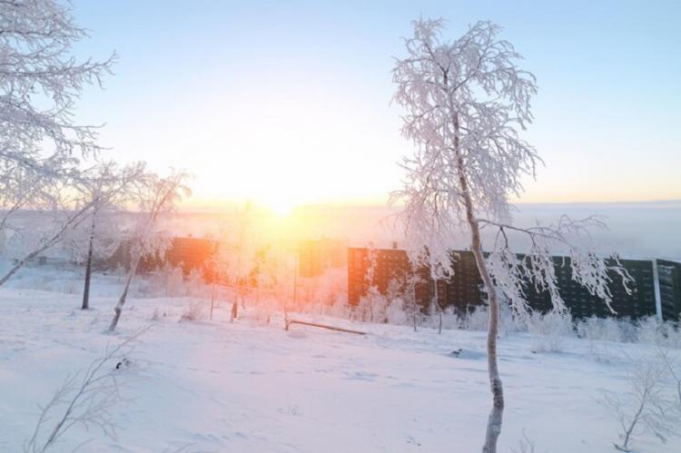 birches-hoarfrost-morning-frosty-dawn-arctic-tundra_143715-1440.jpg