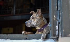 attentive-dog-looking-out-of-the-window.jpg