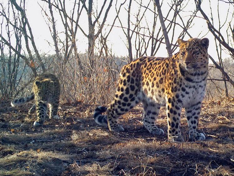 1Мама-леопард с котенком. Фотоловушка нацпарка Земля леопарда (2).jpg
