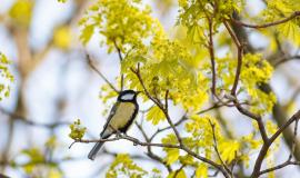 low-angle-selective-focus-view-of-an-exotic-bird-on-the-branch-of-a-tree.jpg