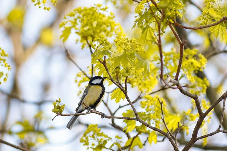 low-angle-selective-focus-view-of-an-exotic-bird-on-the-branch-of-a-tree.jpg