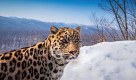 Автор Томас Виджаян .jpg