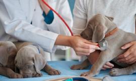 лечение собак.jpg