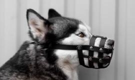 собака в наморднике.jpg