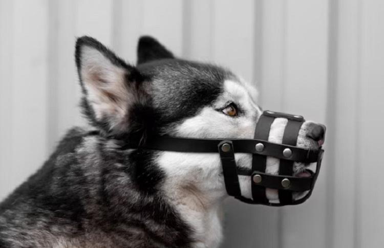 собака в наморднике.jpg