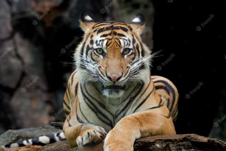 Снимок веб-страницы_31-7-2023_11374_www.freepik.com.jpeg