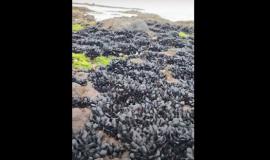 Снимок веб-страницы_4-8-2023_1690_astv.ru.jpeg