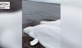 Снимок веб-страницы_15-8-2023_131724_41region.tv.jpeg