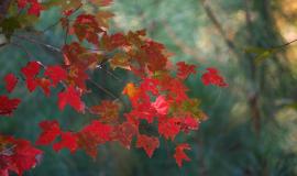 maple-leaves-62759_1280.jpg