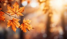 view-dry-autumn-leaves-fallen-street-pavement.jpg