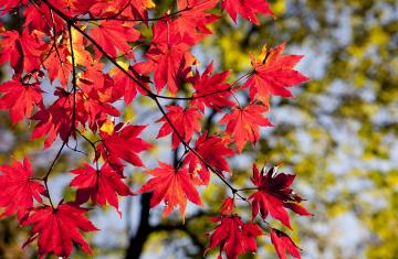 maple-leaves-2789234_1280.jpg