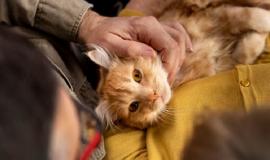 время с кошкой.jpg