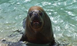 sea-lion-2288830_1280.jpg