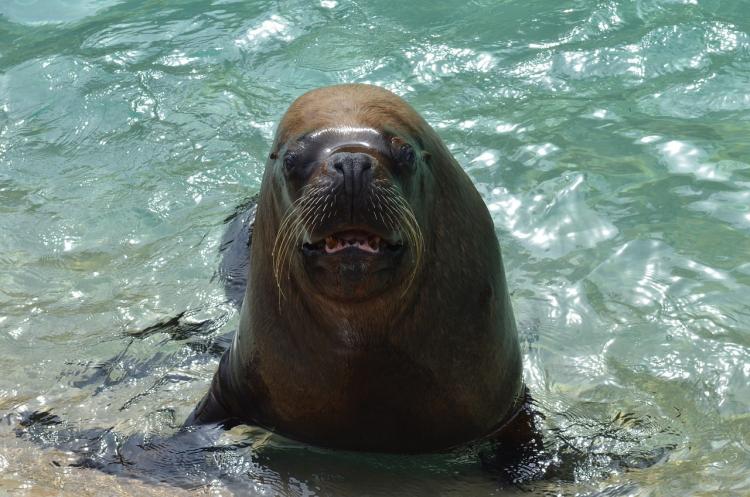 sea-lion-2288830_1280.jpg