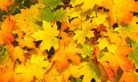 leaves-57427_1280.jpg