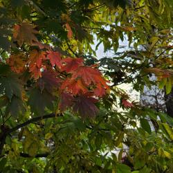 Солнечные дни и красно-желтая листва - в фоторепортаже РИА VladNews #8