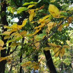 Солнечные дни и красно-желтая листва - в фоторепортаже РИА VladNews #16
