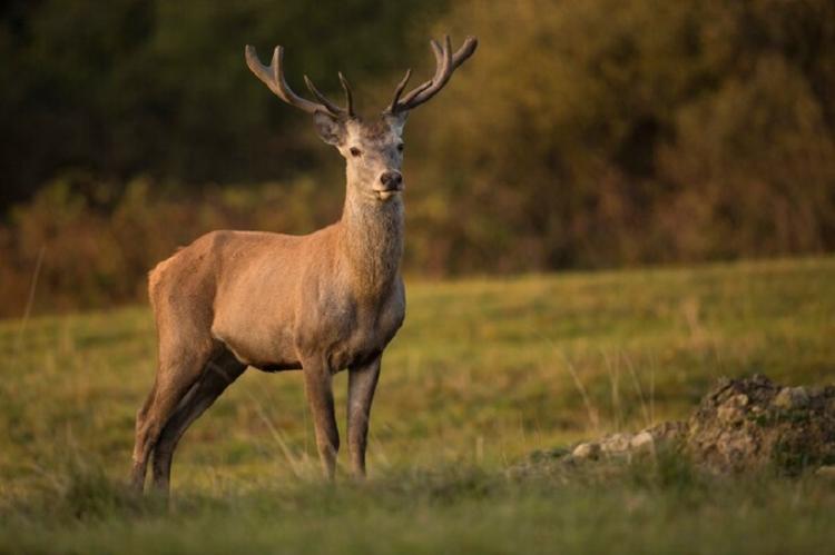 red-deer-nature-habitat-during-deer-rut-european-wildlife_475641-941.jpg