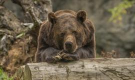 closeup-shot-grizzly-bear-laying-tree_181624-6971.jpg