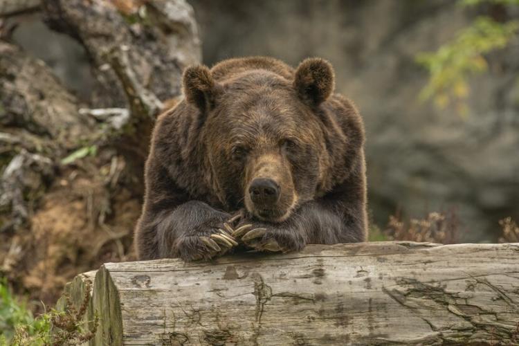 closeup-shot-grizzly-bear-laying-tree_181624-6971.jpg