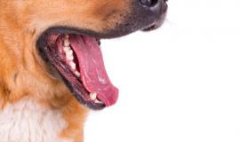 closeup-shot-dog-s-opened-mouth-white_181624-45715.jpg