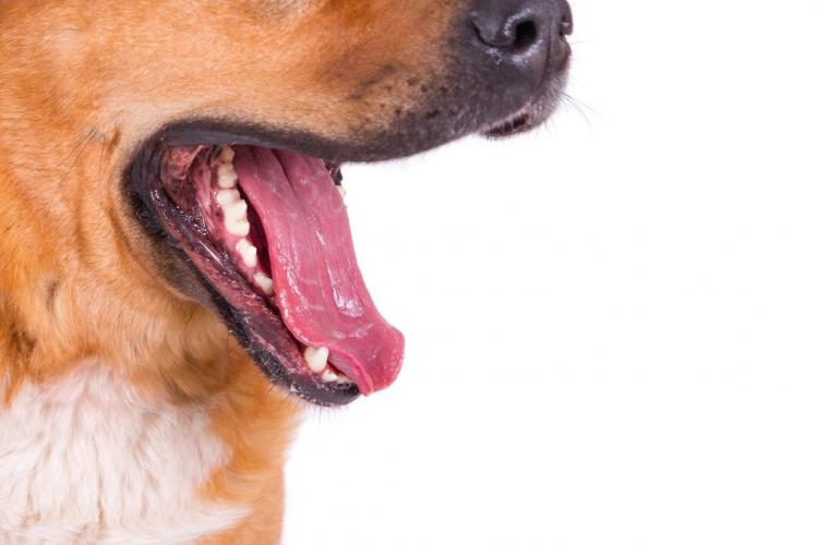 closeup-shot-dog-s-opened-mouth-white_181624-45715.jpg