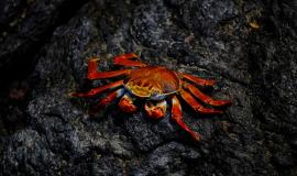 closeup-red-crab-with-pink-eyes-resting-rock_181624-2225.jpg