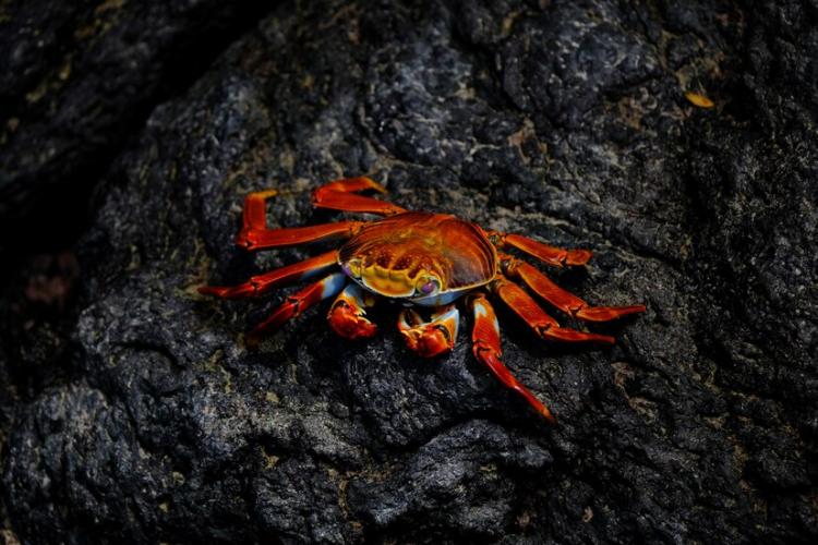 closeup-red-crab-with-pink-eyes-resting-rock_181624-2225.jpg